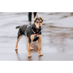 Молли ищет дом и человека, с которым будет делить каждое счастливое мгновение!