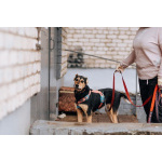 Молли ищет дом и человека, с которым будет делить каждое счастливое мгновение!