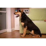 Молли ищет дом и человека, с которым будет делить каждое счастливое мгновение!