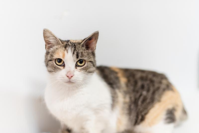 Изящная кошечка Афина ищет семью.