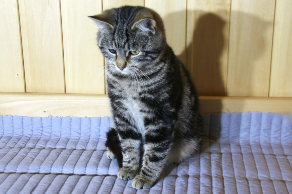 Котик Мартин с бурундуковым окрасом в дар