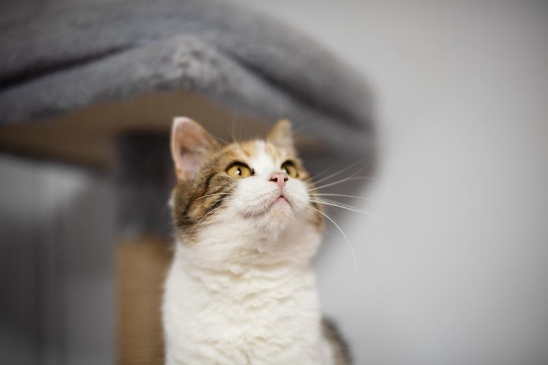 Необычная красавица Летти в добрые руки.