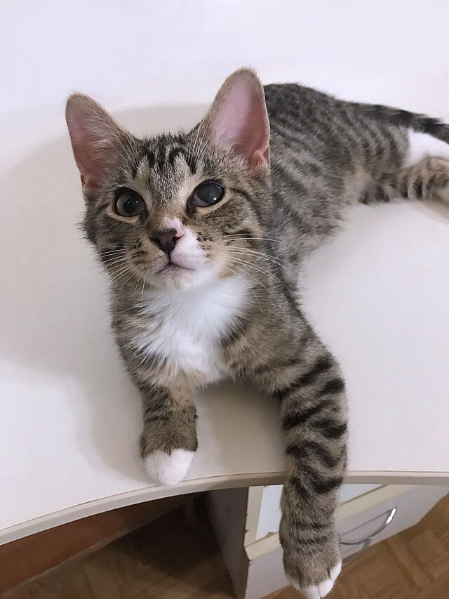 Обаятельный минитигренок, котенок Ося ищет дом