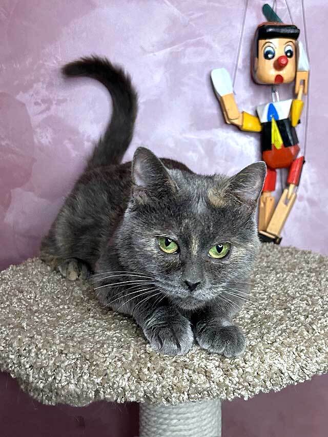 Масяня, ласковая мурлыка, маленькая и забавная кошечка