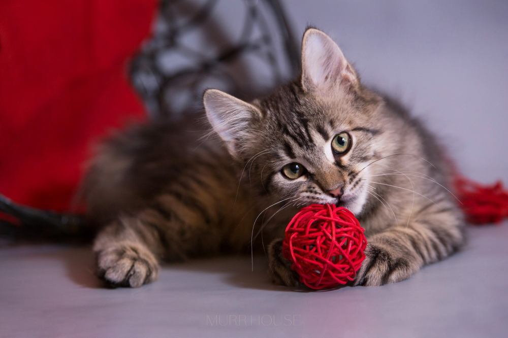 Красивый котёночек Пупсик в дар