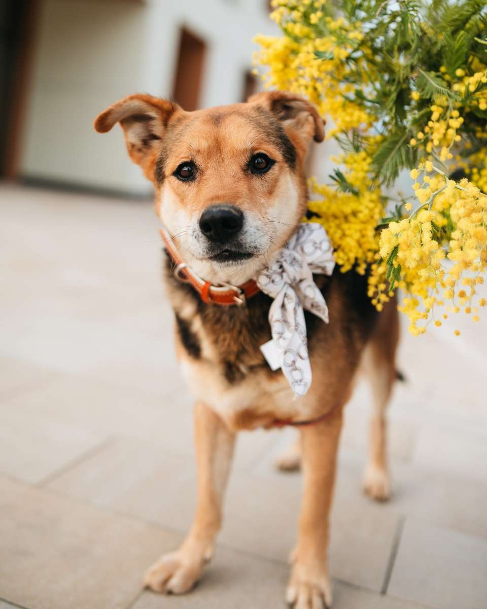 Толстушка ждёт родителей!