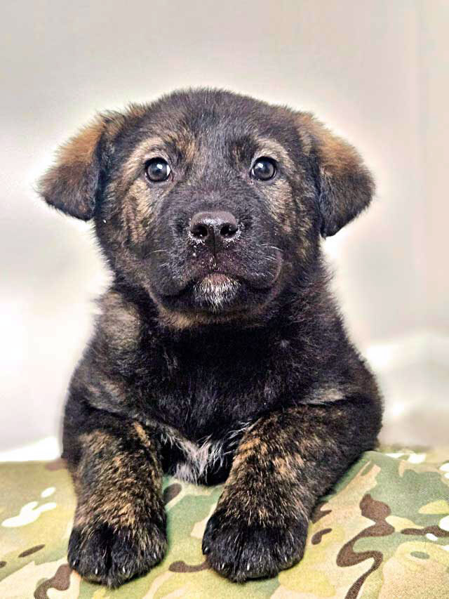 Чудесные щенки мальчик и девочка метисы лабрадора в дар