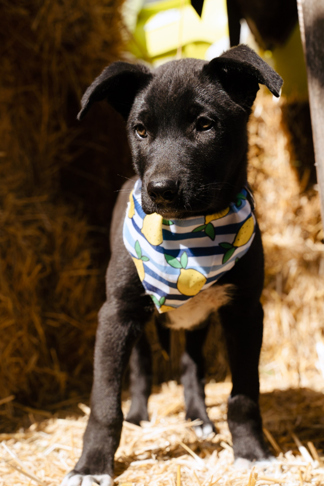 Кай - щенок, смотрящий прямо в душу, ищет любящую семью!