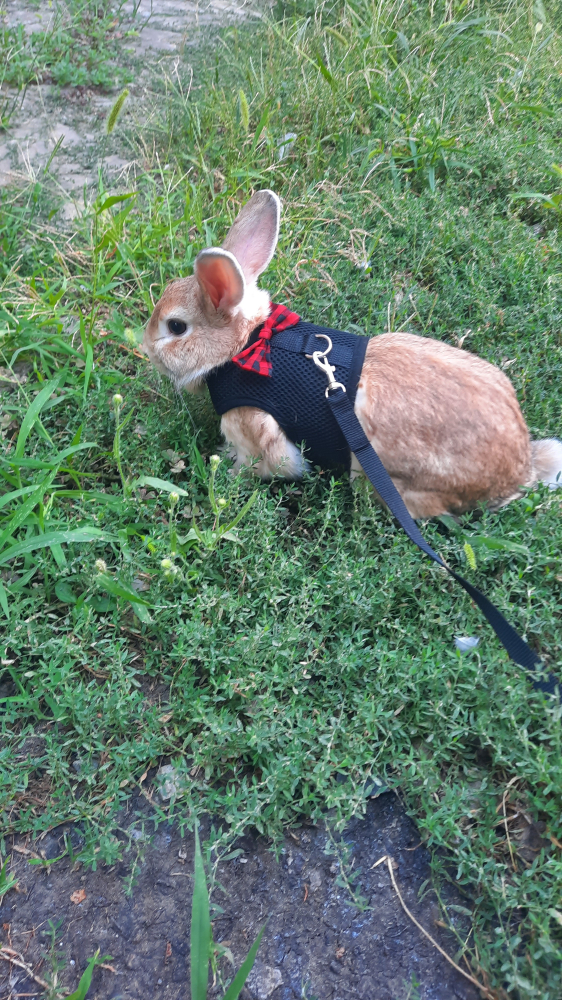 Декоративный кролик