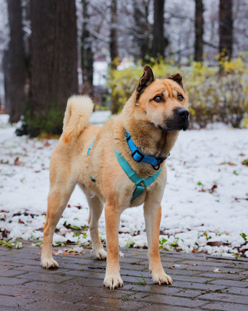 Мини шарпей