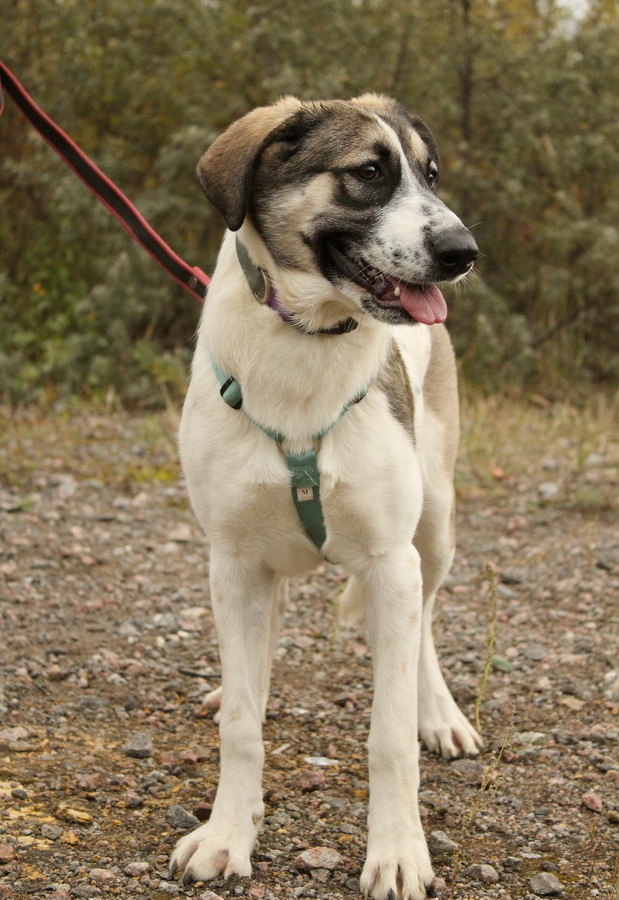 Белая леди - нежная, добрая собака-подросток