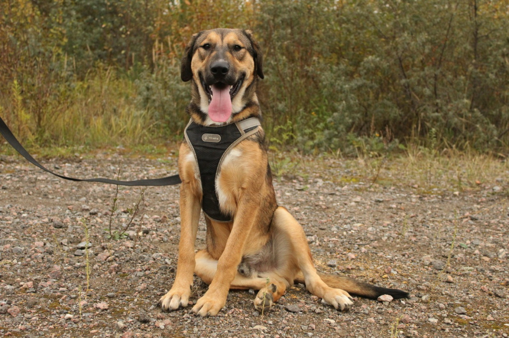 Рыжий весёлый красавчик