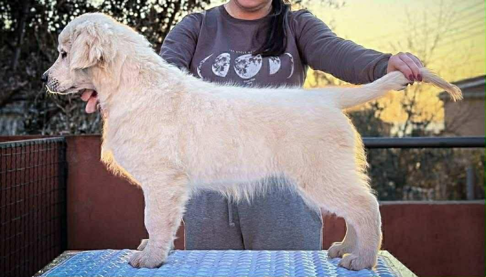 Золотистый ретривер – щенок