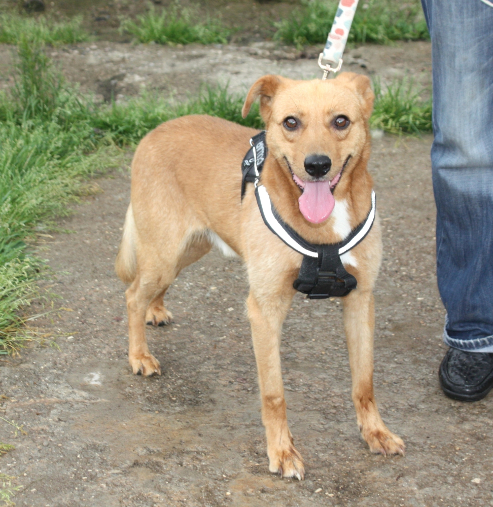 Добрый, жизнерадостный Чук мечтает о любимой семье и доме!