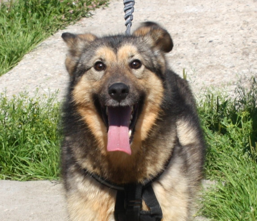 Дружелюбный, доверчивый Тимоша в поисках своей семьи и дома