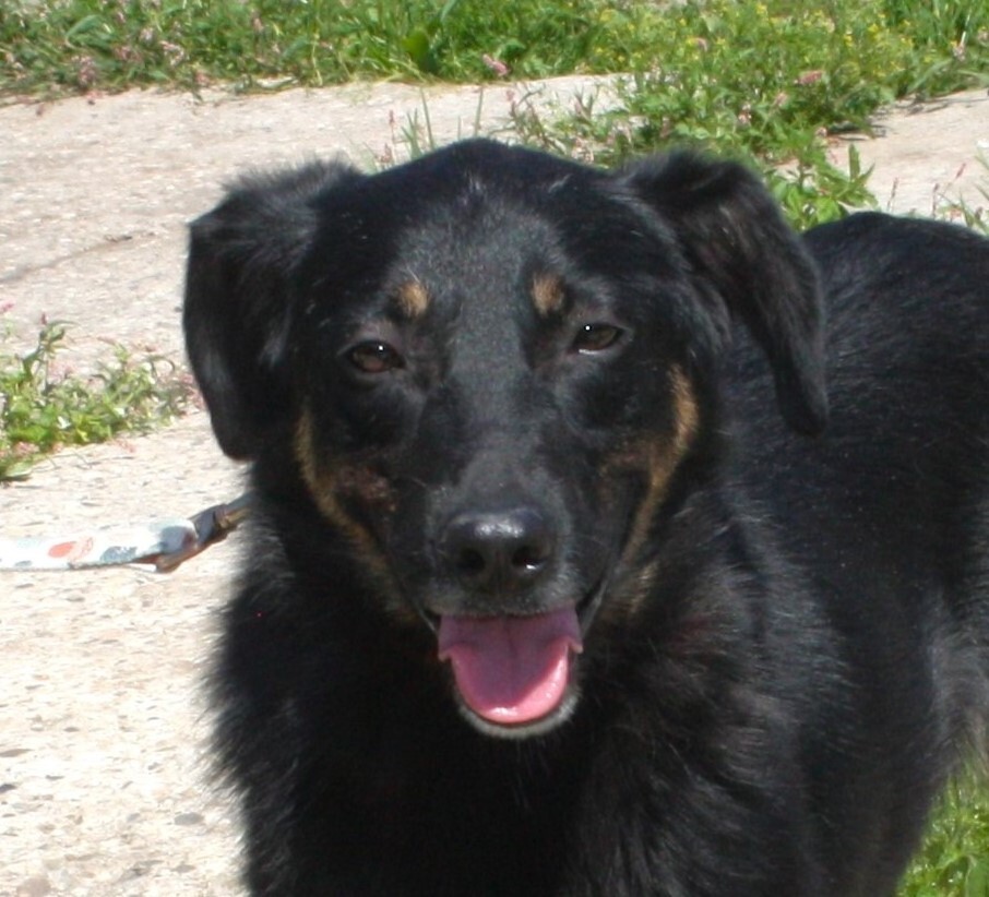 Ласковая, добрая собака Альма ждет своего родного ЧЕЛОВЕКА!