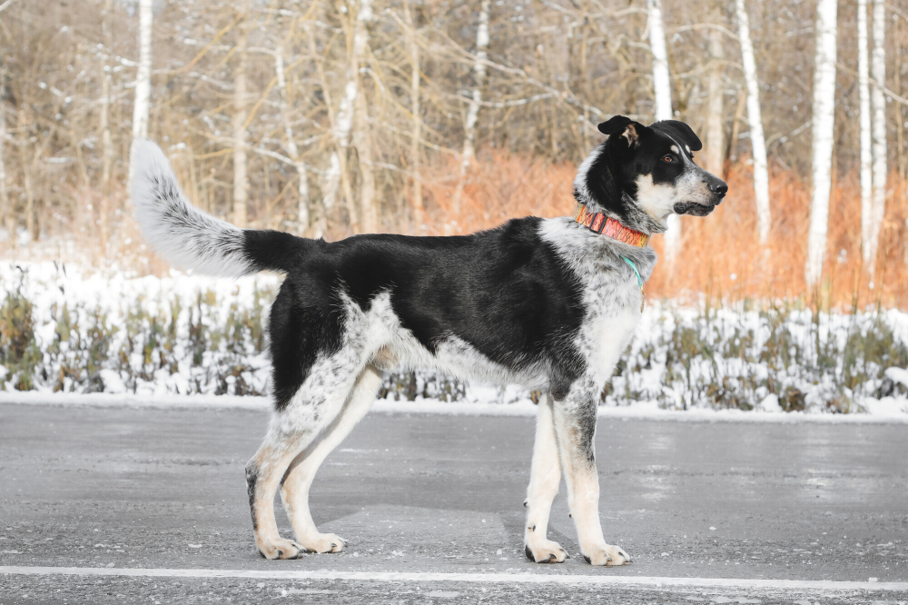 Невероятный Любимчик ищет дом