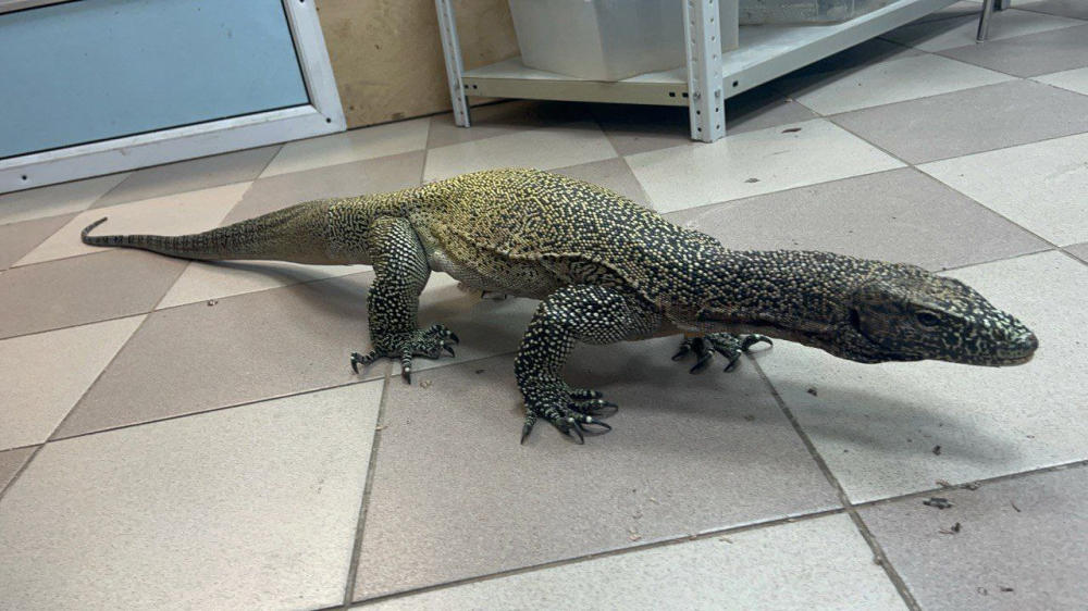 Синехвостый варан