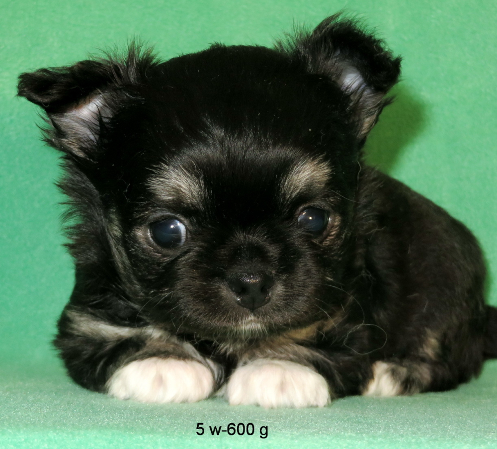 чихуахуа мальчик МИНИ