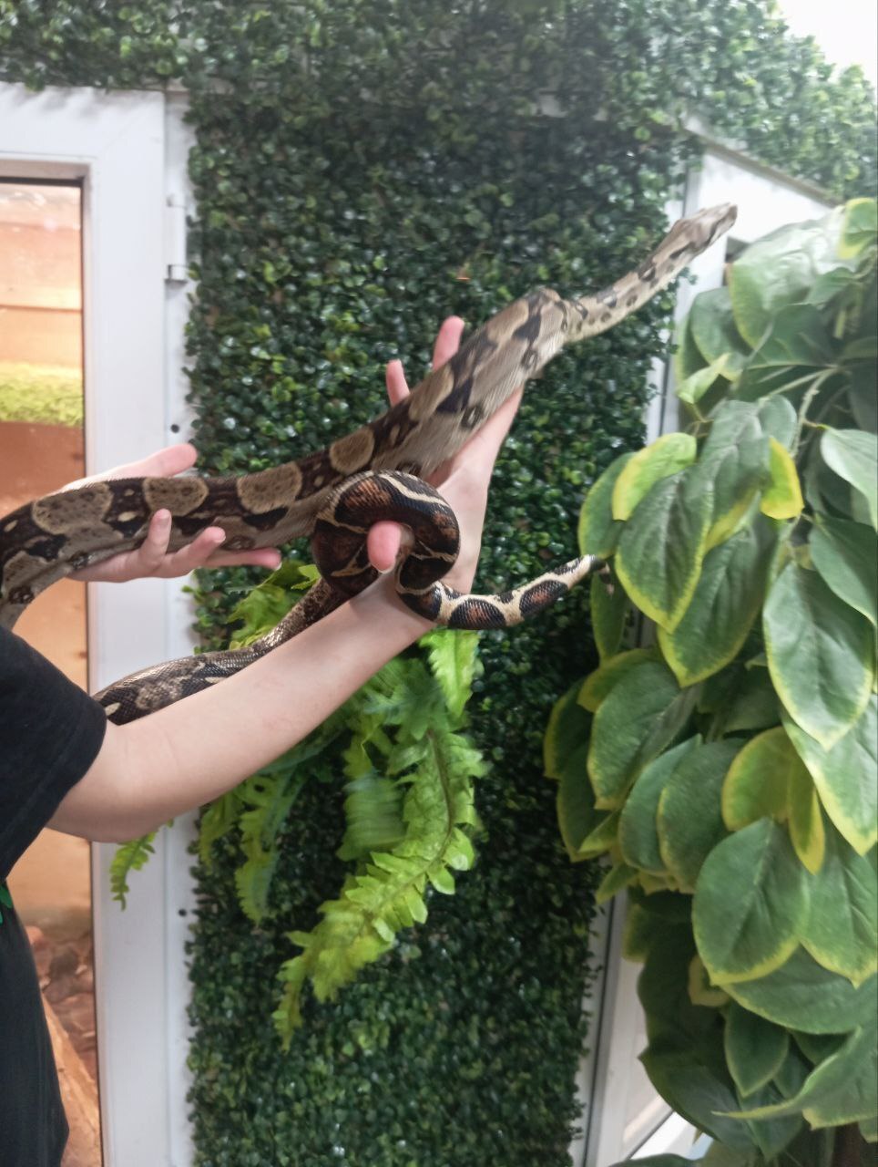 Императорский удав