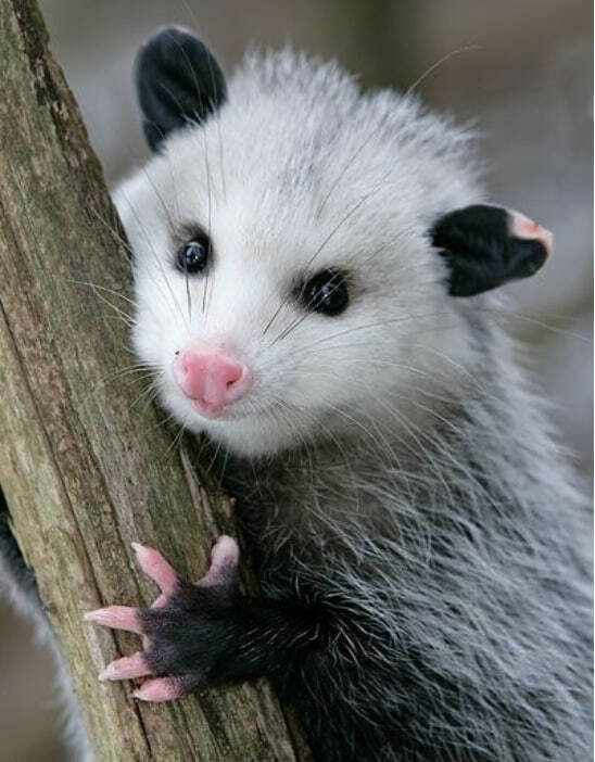 Южный опоссум