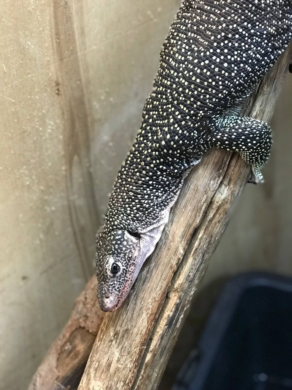 Мангровый варан