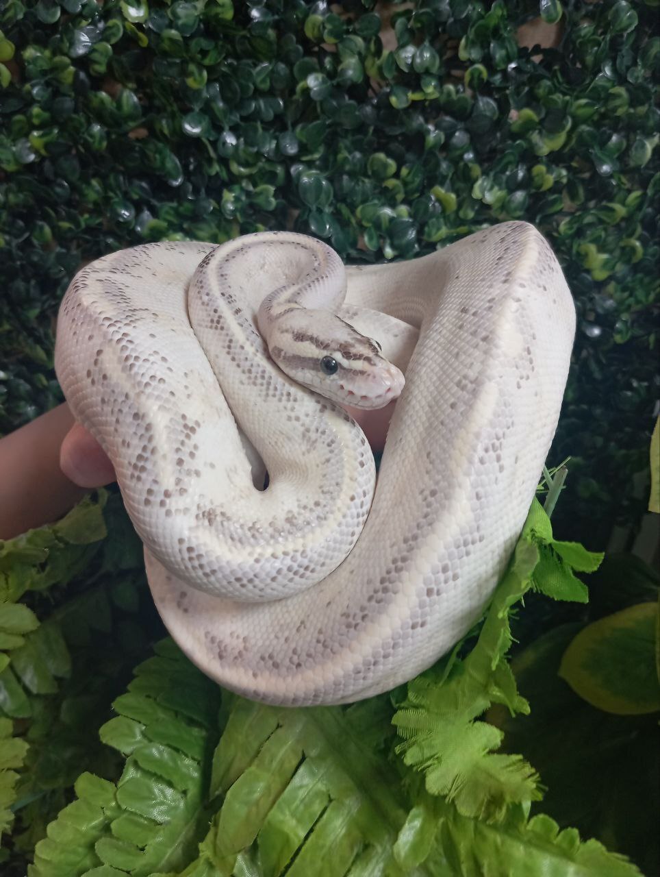 Королевский питон