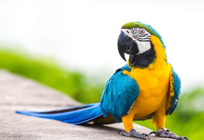 Сине-желтый Ара