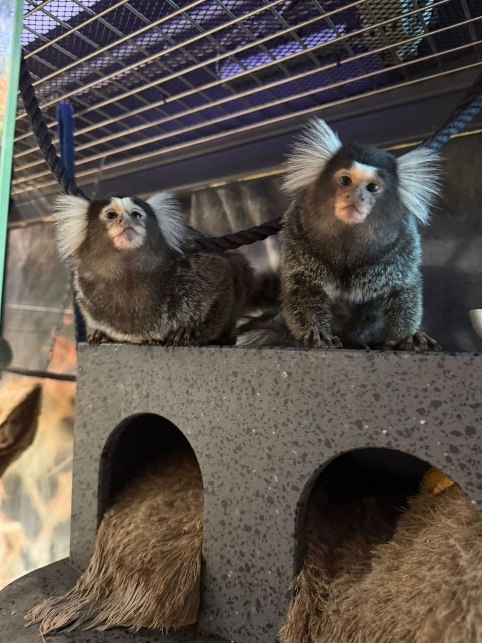 Белоухая игрунка