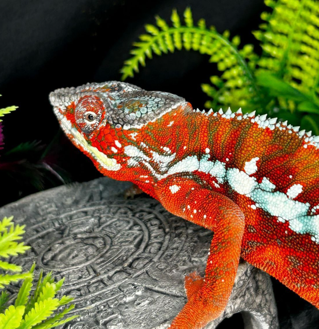 Пантеровый хамелеон