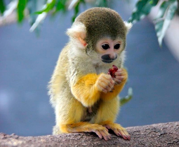 Саймири беличий