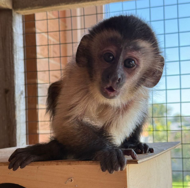 Бурый капуцин