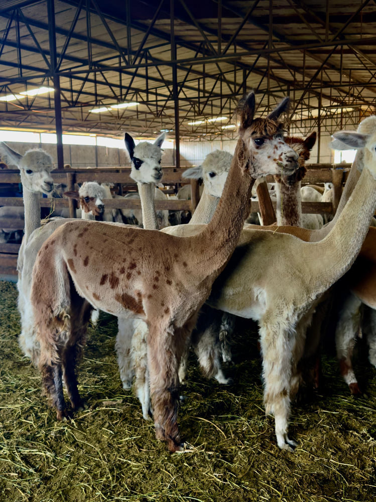 Альпака сури и уакайя