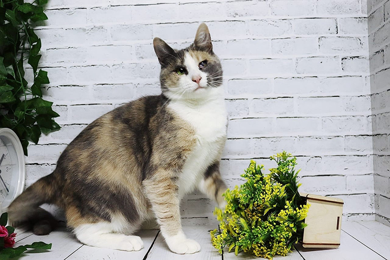 Ласковая молодая трёхцветочка Мона в дар