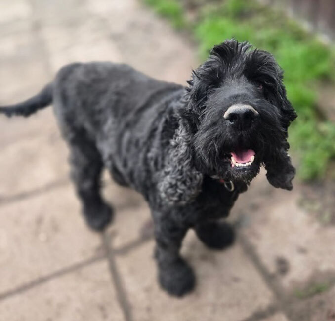 Ищет дом английский кокер-спаниель Даня.