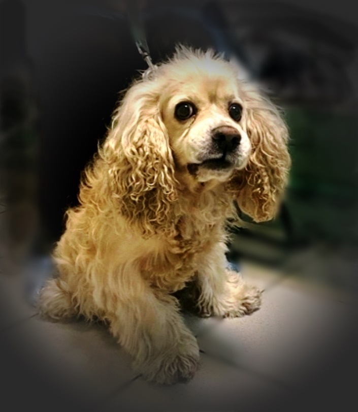 Ищет дом американский кокер-спаниель Тоша