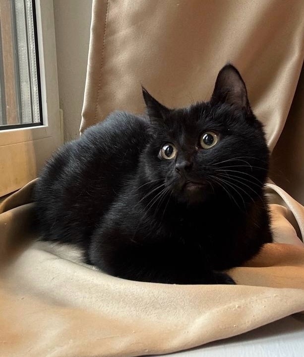 6 мес черная красавица Багира ищет дом!