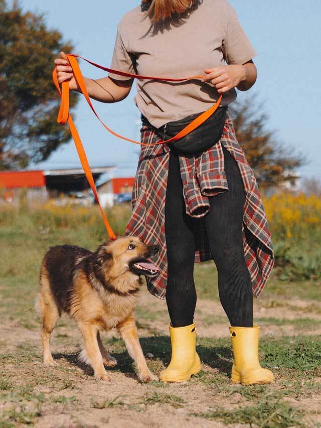 Домашняя миниатюрная собачка Леди, идеальный компаньон ищет дом