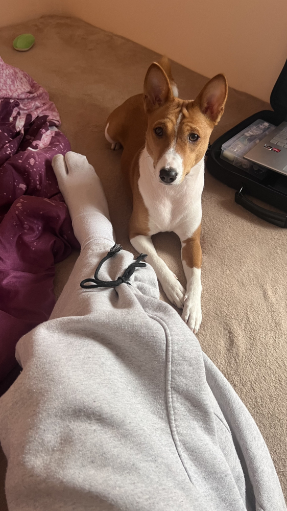 Щенок басенджи 11 месяцев