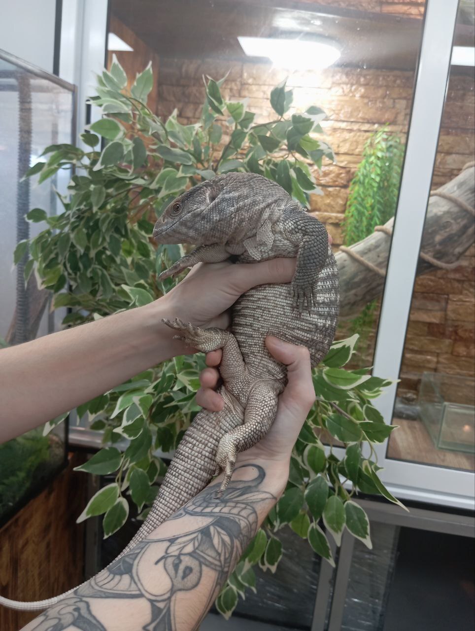 Капский варан