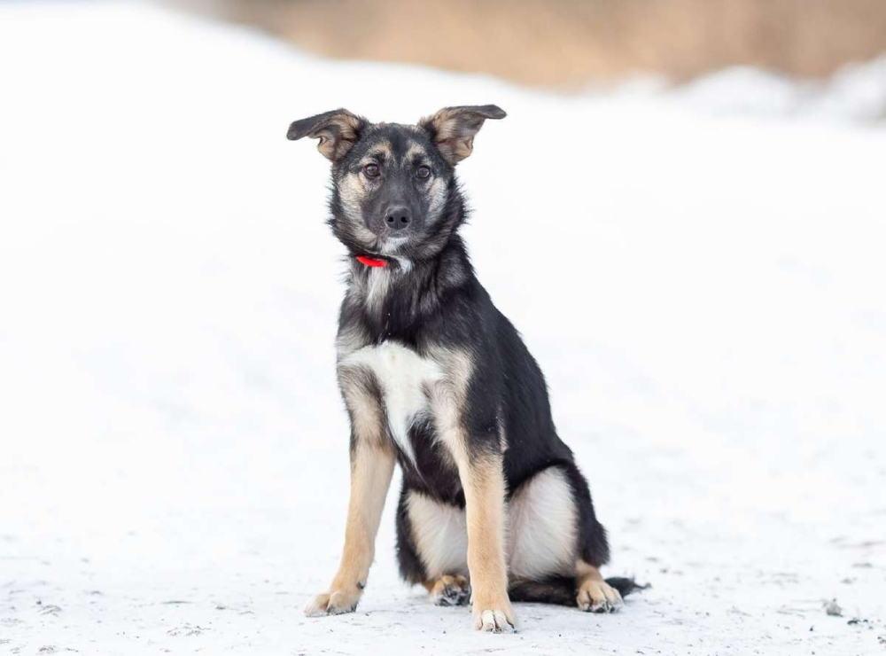 Весёлая девочка Золушка в самые добрые руки!