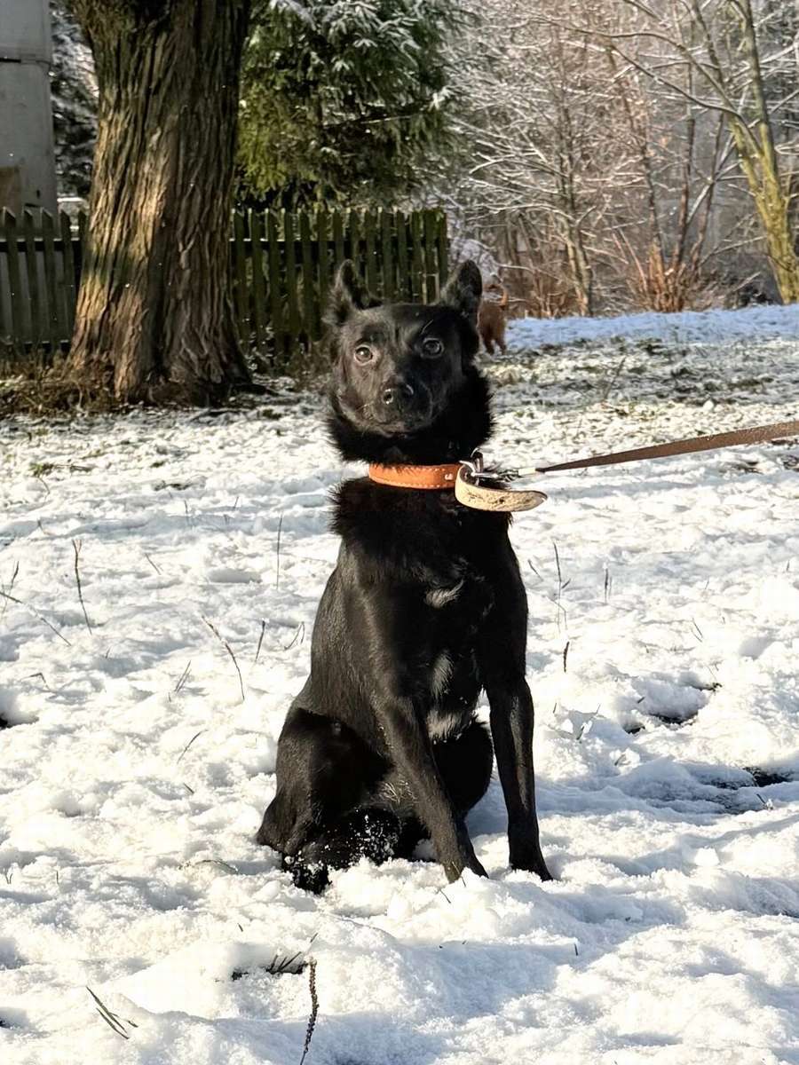 Миниатюрная, робкая девочка Мила в добрые руки!