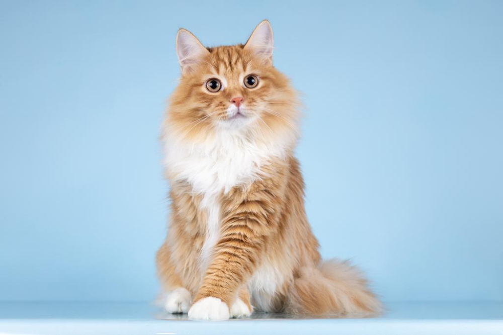 Для рыжего лапочки по имени Пушкин ищем самые добрые руки.