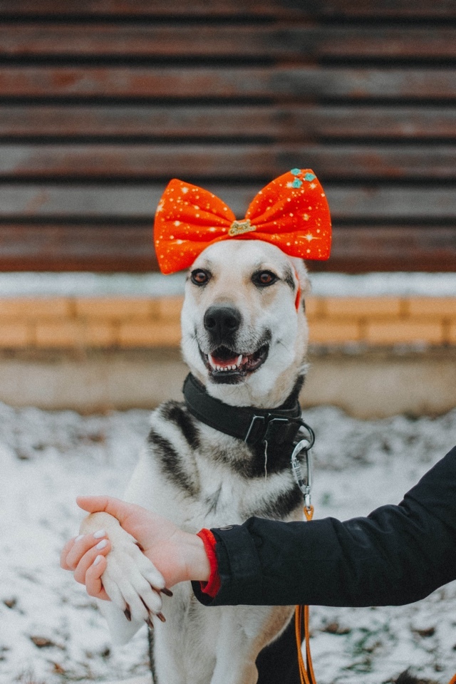 Собачка Одри в добрые руки