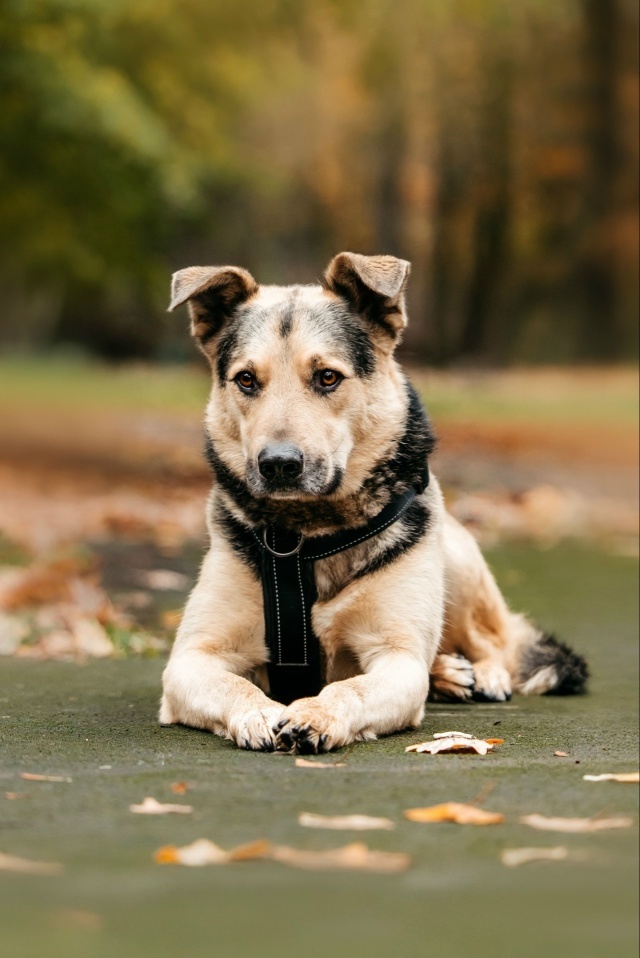 Собака Барри в добрые руки