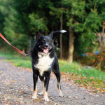 Роскошный молодой пёс