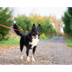 Роскошный молодой пёс