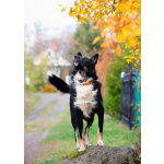 Роскошный молодой пёс