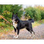 Роскошный молодой пёс