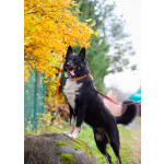 Роскошный молодой пёс